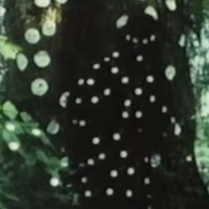 Yayoi Kusama Self-Obliteration